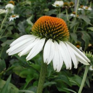 Echinacea White Swan