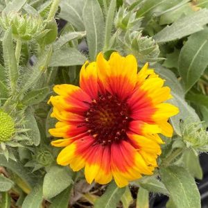 Gaillardia Arizona Sun