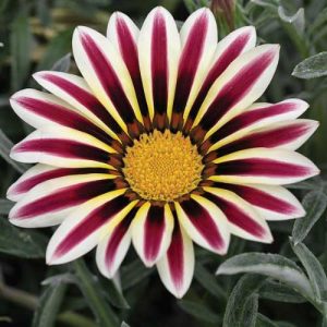 Gazania Kiss Frosty White Flame