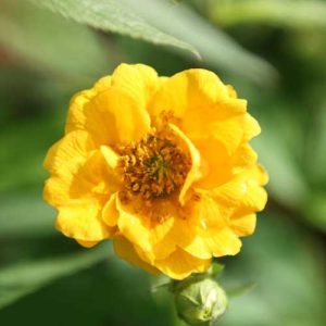 Geum Lady Stratheden