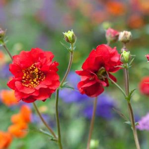 Geum Mrs. Bradshaw