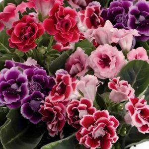 Gloxinia Brocade Formula Mix