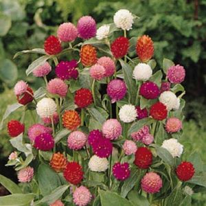 Gomphrena Buddy Mix