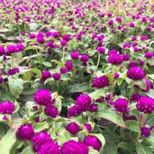 Gomphrena Buddy Purple