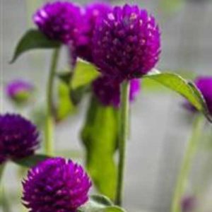 Gomphrena Ping Pong Purple