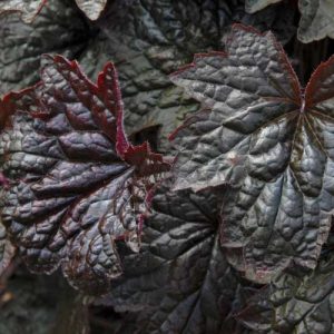 Heuchera Palace Purple