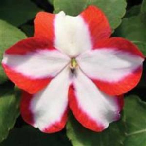 Impatiens Accent Premium Orange Star