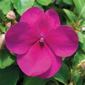 Impatiens Accent Premium Violet