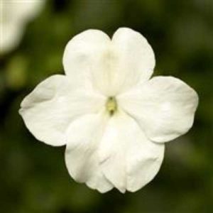 Impatiens Imara XDR White