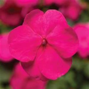 Impatiens Xtreme Bright Rose