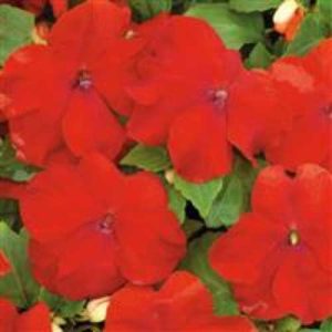 Impatiens Xtreme Red