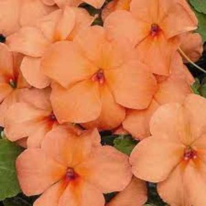 Impatiens Xtreme Salmon