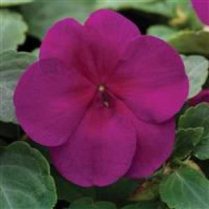 Impatiens Xtreme Violet