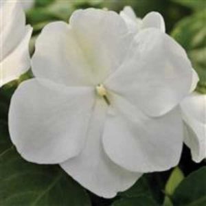 Impatiens Xtreme White