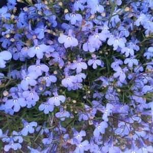 Lobelia Cambridge Blue