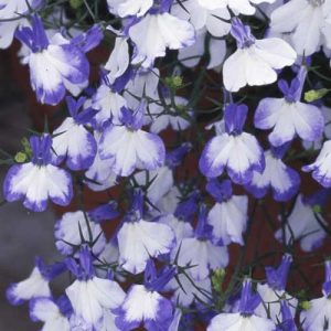 Lobelia Regatta Blue Splash