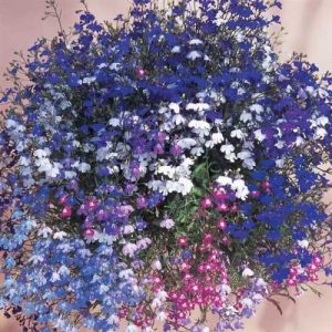 Lobelia Regatta Mix