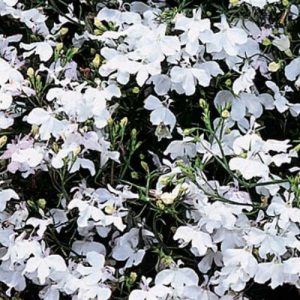 Lobelia Regatta White