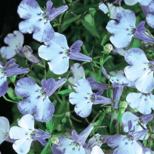 Lobelia Riviera Blue Splash