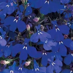 Lobelia Riviera Marine Blue