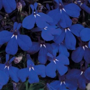 Lobelia Riviera Midnight Blue