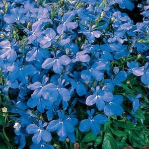 Lobelia Sky Blue