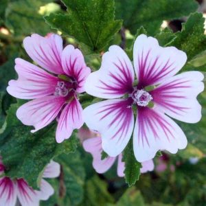 Malva Zebrina