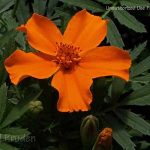 Marigold Disco Orange