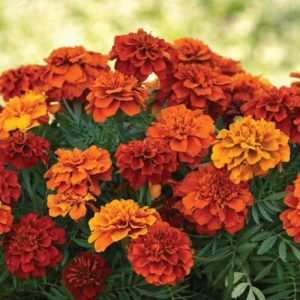 Marigold Fireball