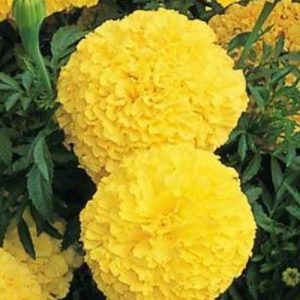 Marigold Inca II Yellow