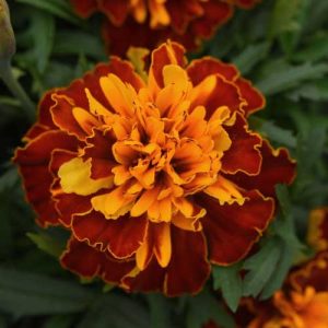 Marigold Super Hero Harmony