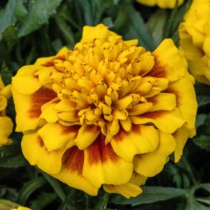 Marigold Super Hero Yellow Bee