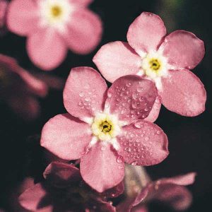 Myosotis Rosylva