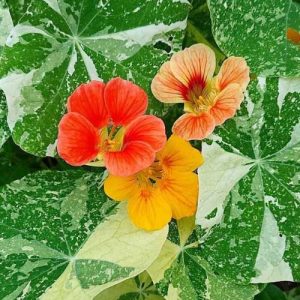 Nasturtium Alaska Mix