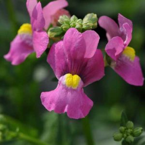 Nemesia Poetry Dark Pink