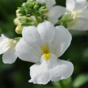 Nemesia Poetry White