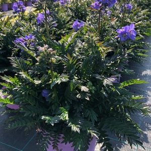 Polemonium Bressingham