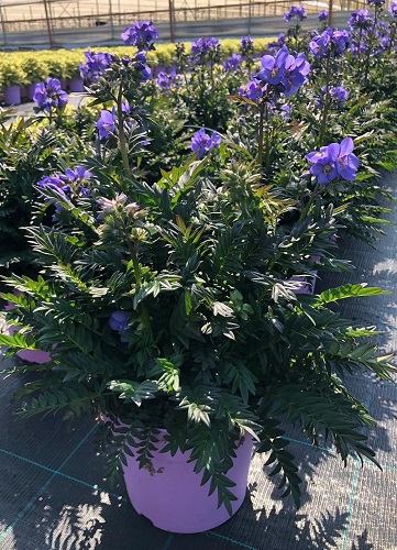 Polemonium Planting & Growing Instructions