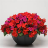 Impatiens Super Elfin XP Hot Mix