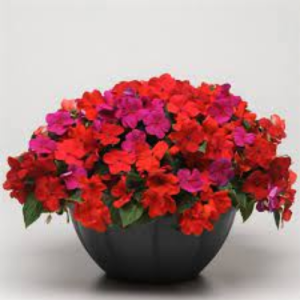 Impatiens Super Elfin XP Hot Mix