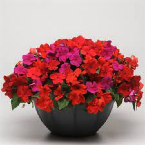 Impatiens Planting & Growing Instructions