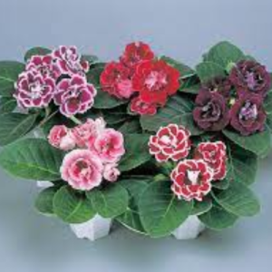 Gloxinia Brocade Formula Mix