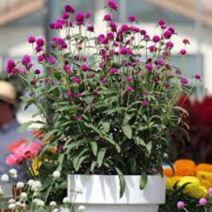 Gomphrena Ping Pong Purple