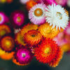 Helichrysum Mix