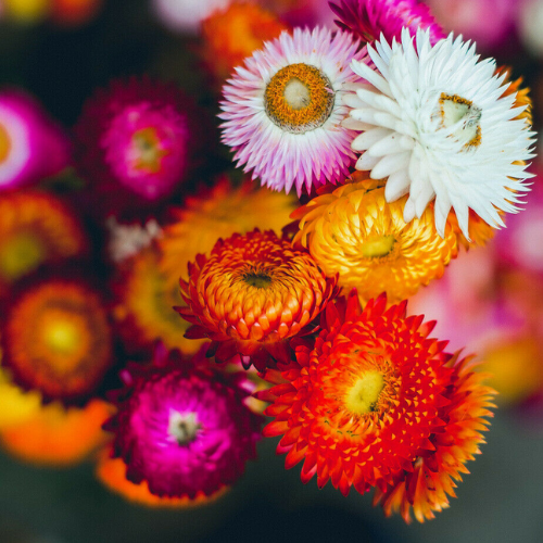 Helichrysum Planting & Growing Instructions