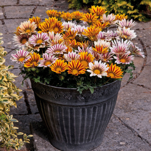 Gazania Planting & Growing Instructions