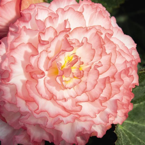 Begonia Nonstop Rose Petticoat