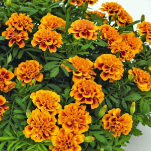 Marigold Superhero Orange Bee