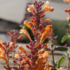 Agastache Arizona Mix