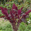 Amaranthus Velvet Curtains